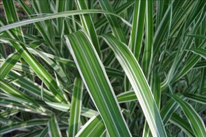 Miscanthus sin. 'Cosmopolitan' geen maat specificatie 0,55L/P9cm - afbeelding 4