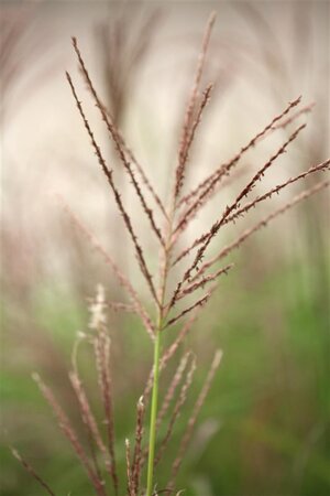 Miscanthus sin. 'Dronning Ingrid' geen maat specificatie 0,55L/P9cm - afbeelding 1