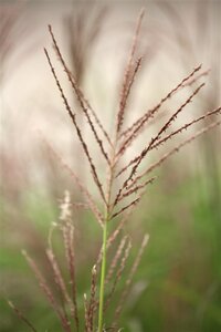 Miscanthus sin. 'Dronning Ingrid' geen maat specificatie 0,55L/P9cm - afbeelding 1