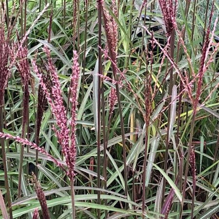 Miscanthus sin. 'Dronning Ingrid' geen maat specificatie 0,55L/P9cm - afbeelding 2