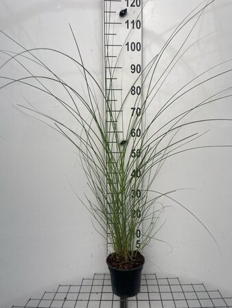 Miscanthus sin. 'Gracillimus' geen maat specificatie cont. 2,0L - afbeelding 4