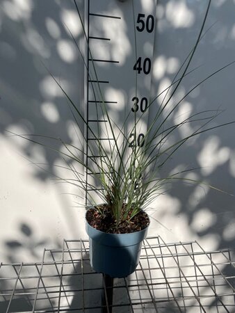 Miscanthus sin. 'Gracillimus' geen maat specificatie cont. 2,0L - afbeelding 6