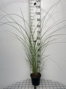 Miscanthus sin. 'Gracillimus' geen maat specificatie cont. 2,0L - image 4