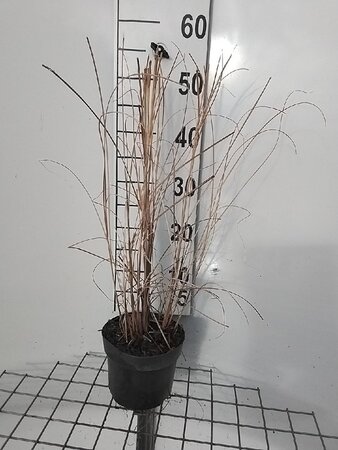 Miscanthus sin. 'Gracillimus' geen maat specificatie cont. 2,0L - image 5