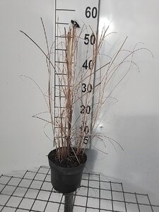Miscanthus sin. 'Gracillimus' geen maat specificatie cont. 2,0L - image 5