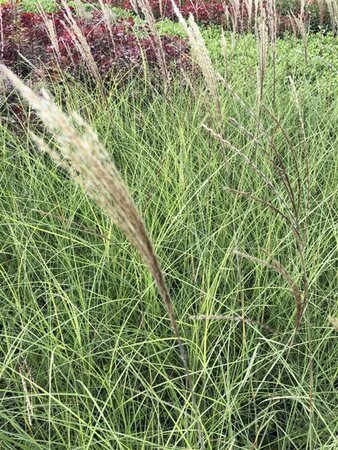 Miscanthus sin. 'Kleine Silbersp.' geen maat specificatie cont. 2,0L - image 2
