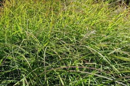 Miscanthus sin. 'Little Miss'= 'Señorita' geen maat specificatie 0,55L/P9cm