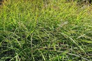 Miscanthus sin. 'Little Miss'= 'Señorita' geen maat specificatie 0,55L/P9cm
