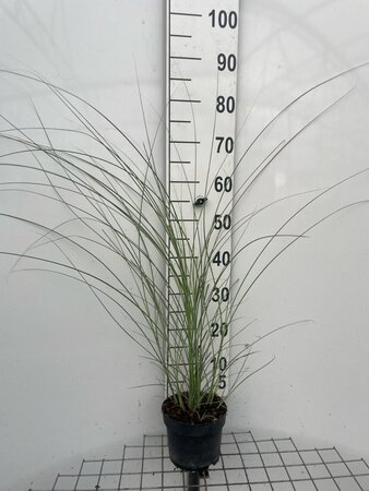 Miscanthus sin. 'Morning Light' geen maat specificatie cont. 2,0L - afbeelding 5