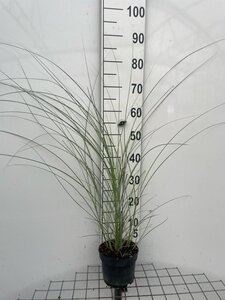Miscanthus sin. 'Morning Light' geen maat specificatie cont. 2,0L - afbeelding 5