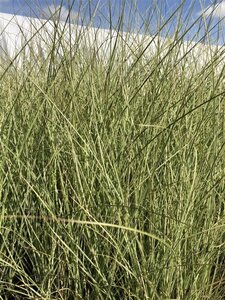 Miscanthus sin. 'Morning Light' geen maat specificatie cont. 2,0L - afbeelding 2