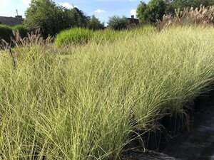 Miscanthus sin. 'Morning Light' geen maat specificatie cont. 2,0L - afbeelding 3