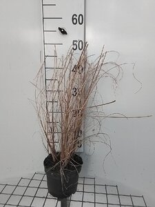 Miscanthus sin. 'Morning Light' geen maat specificatie cont. 2,0L - afbeelding 6