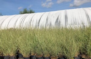Miscanthus sin. 'Morning Light' geen maat specificatie cont. 2,0L - afbeelding 4