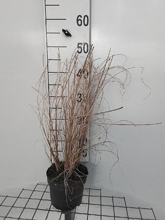 Miscanthus sin. 'Morning Light' geen maat specificatie cont. 2,0L - image 6