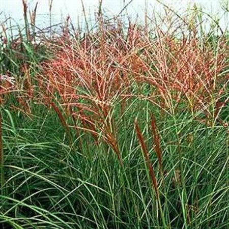 Miscanthus sin. 'Rotsilber' geen maat specificatie 0,55L/P9cm