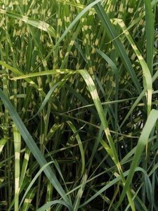 Miscanthus sin. 'Zebrinus' geen maat specificatie cont. 2,0L