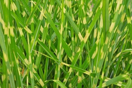 Miscanthus sin. 'Zebrinus' geen maat specificatie cont. 2,0L - image 2