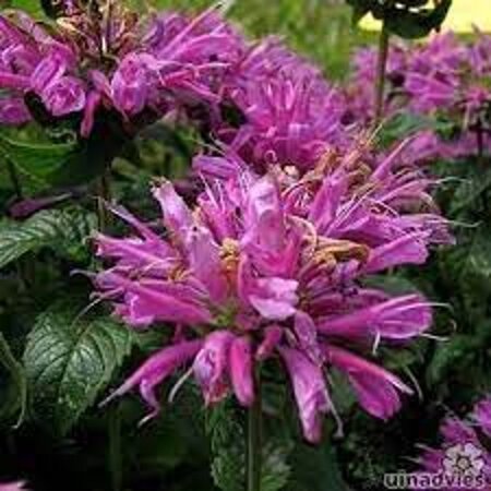 Monarda 'Acpetdel'= 'Petite Delight'(verouderd) geen maat specificatie 0,55L/P9cm - afbeelding 1