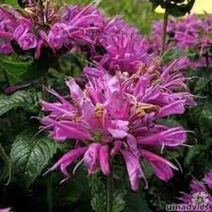 Monarda 'Acpetdel'= 'Petite Delight'(verouderd) geen maat specificatie 0,55L/P9cm - afbeelding 1
