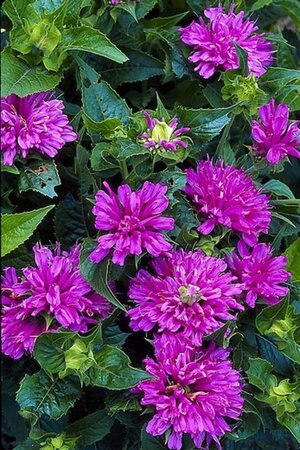 Monarda 'Acpetdel'= 'Petite Delight'(verouderd) geen maat specificatie 0,55L/P9cm - afbeelding 2
