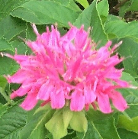 Monarda 'Acpetdel'= 'Petite Delight'(verouderd) geen maat specificatie 0,55L/P9cm - afbeelding 3