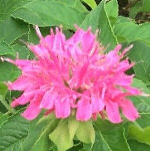 Monarda 'Acpetdel'= 'Petite Delight'(verouderd) geen maat specificatie 0,55L/P9cm - afbeelding 3