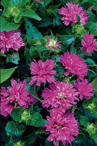 Monarda 'Acpetdel'= 'Petite Delight'(verouderd) geen maat specificatie 0,55L/P9cm - afbeelding 4