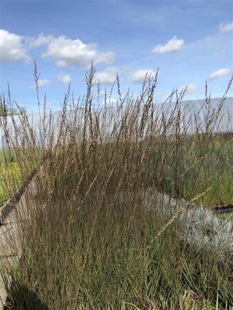 Molinia caerulea 'Edith Dudszus' geen maat specificatie cont. 2,0L - image 1