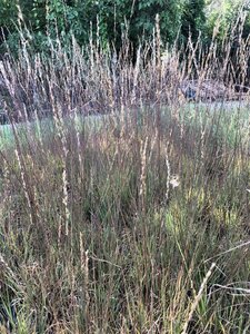 Molinia caerulea 'Edith Dudszus' geen maat specificatie cont. 2,0L - image 2
