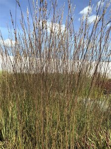 Molinia caerulea 'Edith Dudszus' geen maat specificatie cont. 2,0L - image 3