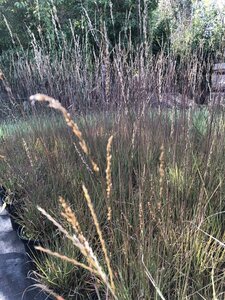 Molinia caerulea 'Edith Dudszus' geen maat specificatie cont. 2,0L - image 4