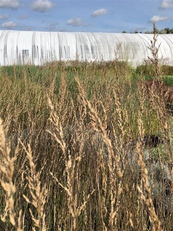 Molinia caerulea 'Edith Dudszus' geen maat specificatie cont. 2,0L - image 5