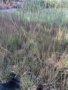 Molinia caerulea 'Edith Dudszus' geen maat specificatie cont. 2,0L - image 6