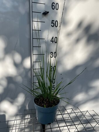 Molinia caerulea 'Heidebraut' geen maat specificatie cont. 2,0L - afbeelding 1