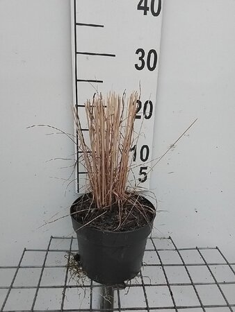 Molinia caerulea 'Heidebraut' geen maat specificatie cont. 2,0L - afbeelding 2
