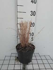 Molinia caerulea 'Heidebraut' geen maat specificatie cont. 2,0L - afbeelding 2