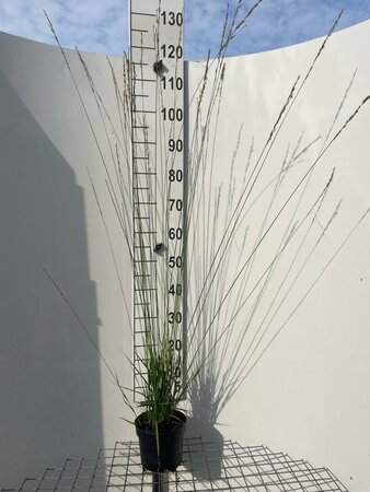 Molinia caerulea 'Heidebraut' geen maat specificatie cont. 2,0L - afbeelding 3