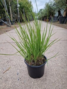 Molinia caerulea 'Heidebraut' geen maat specificatie cont. 2,0L - afbeelding 4