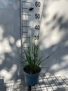 Molinia caerulea 'Heidebraut' geen maat specificatie cont. 2,0L