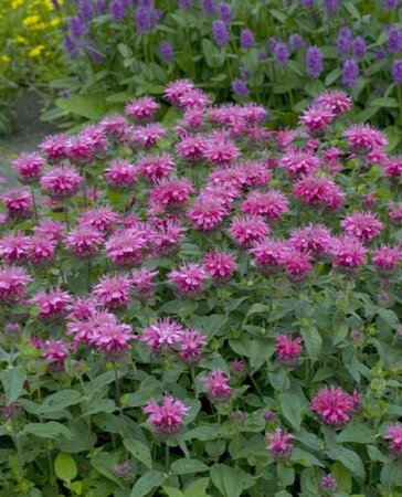 Monarda didyma 'Cranberry Lace' geen maat specificatie 0,55L/P9cm - afbeelding 1