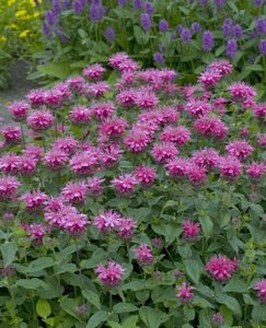 Monarda didyma 'Cranberry Lace' geen maat specificatie 0,55L/P9cm