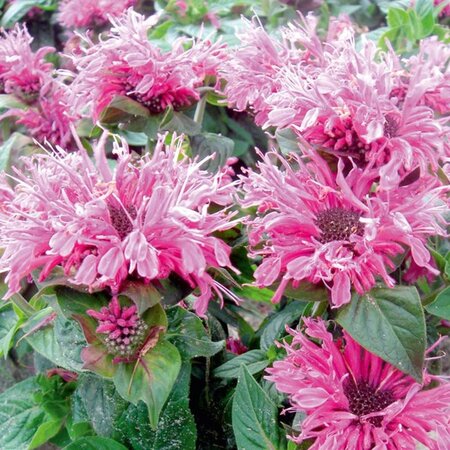 Monarda didyma 'Cranberry Lace' geen maat specificatie 0,55L/P9cm - afbeelding 2