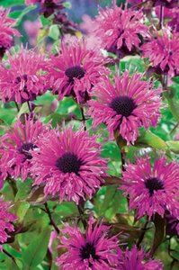Monarda didyma 'Cranberry Lace' geen maat specificatie 0,55L/P9cm - afbeelding 3