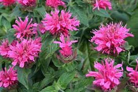 Monarda didyma 'Cranberry Lace' geen maat specificatie 0,55L/P9cm - afbeelding 4