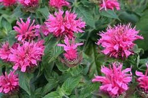 Monarda didyma 'Cranberry Lace' geen maat specificatie 0,55L/P9cm - afbeelding 4