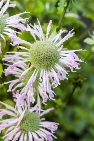 Monarda 'Fishes' geen maat specificatie 0,55L/P9cm - afbeelding 1