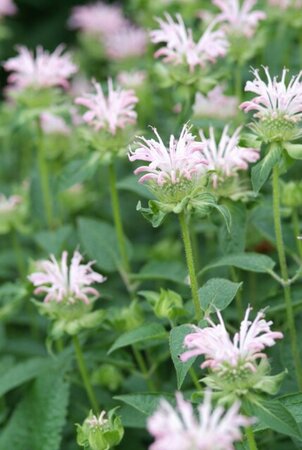 Monarda 'Fishes' geen maat specificatie 0,55L/P9cm - afbeelding 2