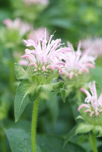 Monarda 'Fishes' geen maat specificatie 0,55L/P9cm - afbeelding 3