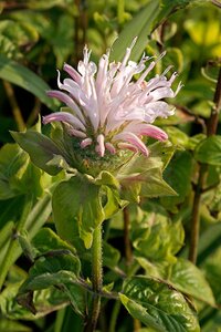Monarda 'Fishes' geen maat specificatie 0,55L/P9cm - afbeelding 4